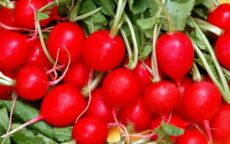 Условия выращивания редиса