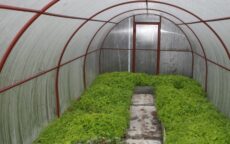 Способы утепления теплиц из поликарбоната Способы утепления теплиц из поликарбоната