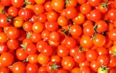 Как вырастить вкусные помидоры в теплице