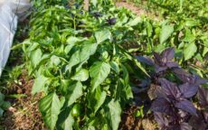 Условия формирования куста перца Условия формирования куста перца