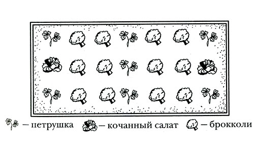 Схема совместного выращивания брокколи, петрушки и кочанного салата Схема совместного выращивания брокколи, петрушки и кочанного салата