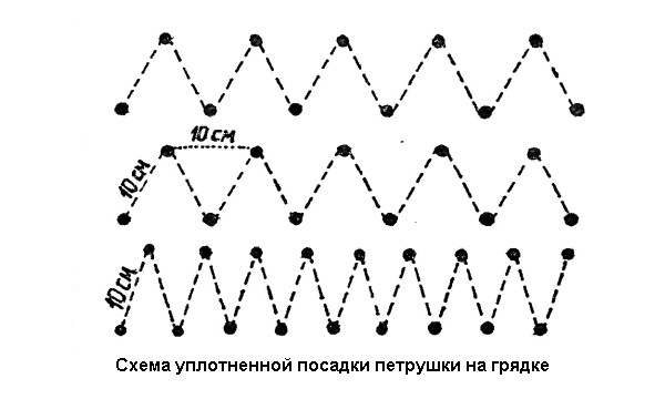 Как вырастить петрушку?