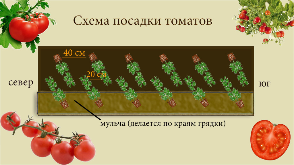 Как пересадить рассаду помидоров в теплицу?
