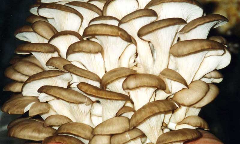 Вешенки Вешенки