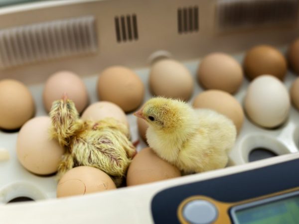 Основные виды инкубаторов для яиц, какой лучше выбрать