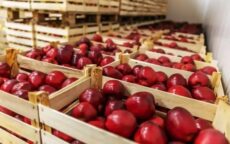 Организация длительного хранения плодоовощной продукции в хранилищах
