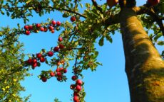 Какие плодовые деревья высадить на даче?